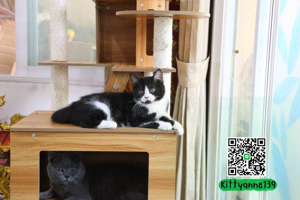 ลูกแมวบริติชหิมาลายันพร้อมย้ายบ้าน รูปที่ 18