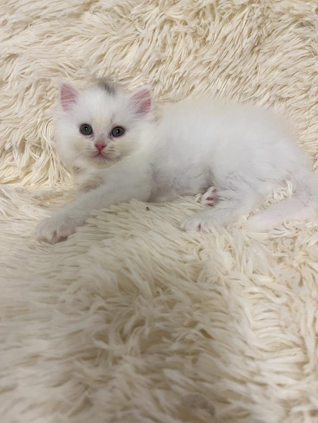 แมวเปอร์เซีย 😊🤭😆😁่ี่ 9