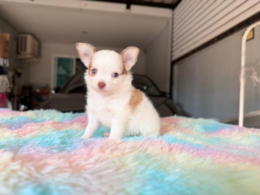 ชิวาวาผสมปอม เพศผู้ พิกัดรามอินทรา