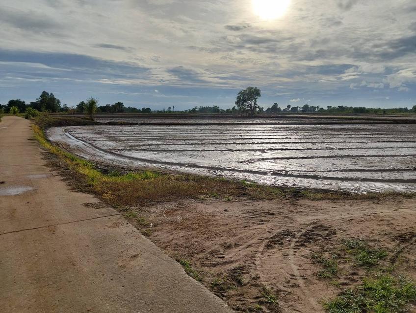 ขายที่ดิน 3 แปลง จังหวัดชัยนาท 8