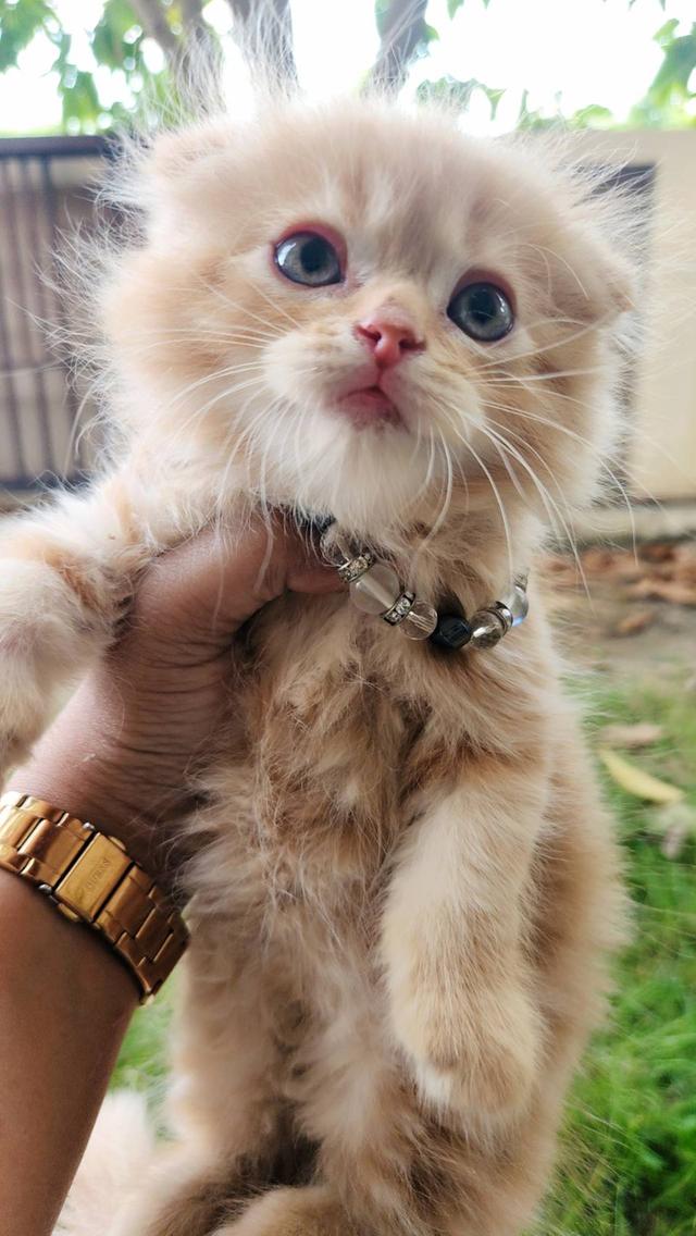 สก็อตติชโฟหูพับ+เปอร์เซีย รูปที่ 4