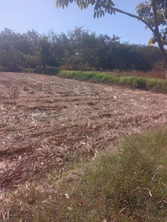 ที่นา+สวนยาง15ไร่3งาน 5