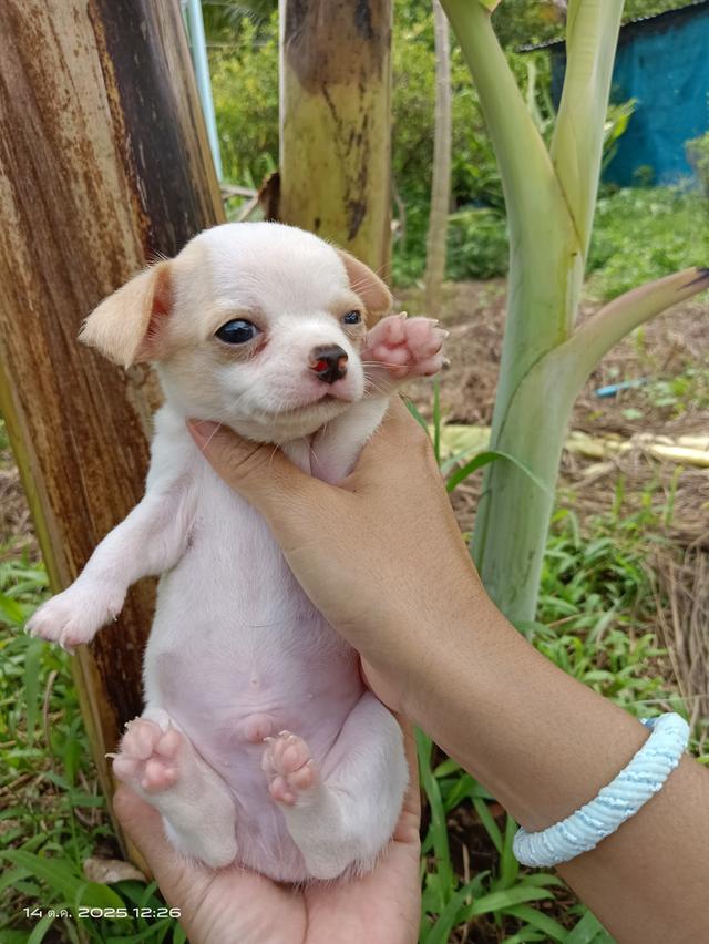 ชิวาว่าขนสั้น ชาย