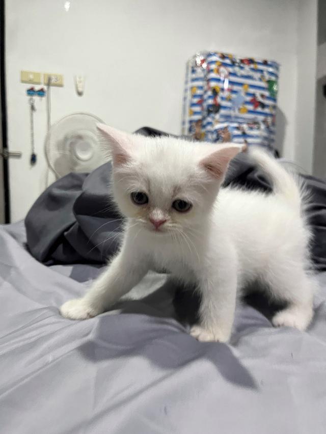 ลูกแมว สก็อตติช เปอร์เซีย