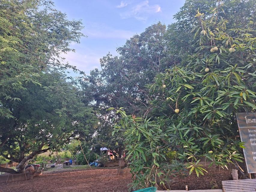 ขายที่ดินเจ้าของขายเอง บ้านเเม่ใจ อ.เเม่ใจ จ.พะเยา 2