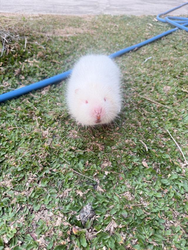 อ้น สัตว์เลี้ยงน่ารัก รูปที่ 2