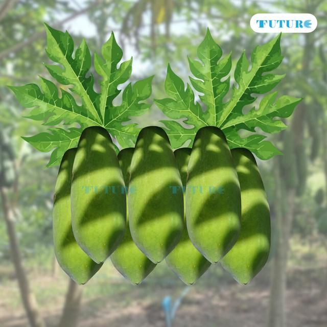 มะละกอฮอลแลนด์ผลสุก เนื้อแน่นๆ สีสวย (สดจากไร่สวนสุข เพชรบุรี) มะละกอหวานหอมอร่อย 2