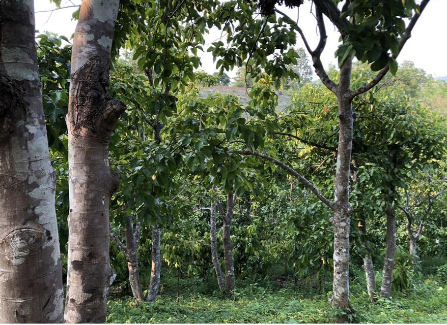 ที่ดิน สวนกระท้อน .................... 2