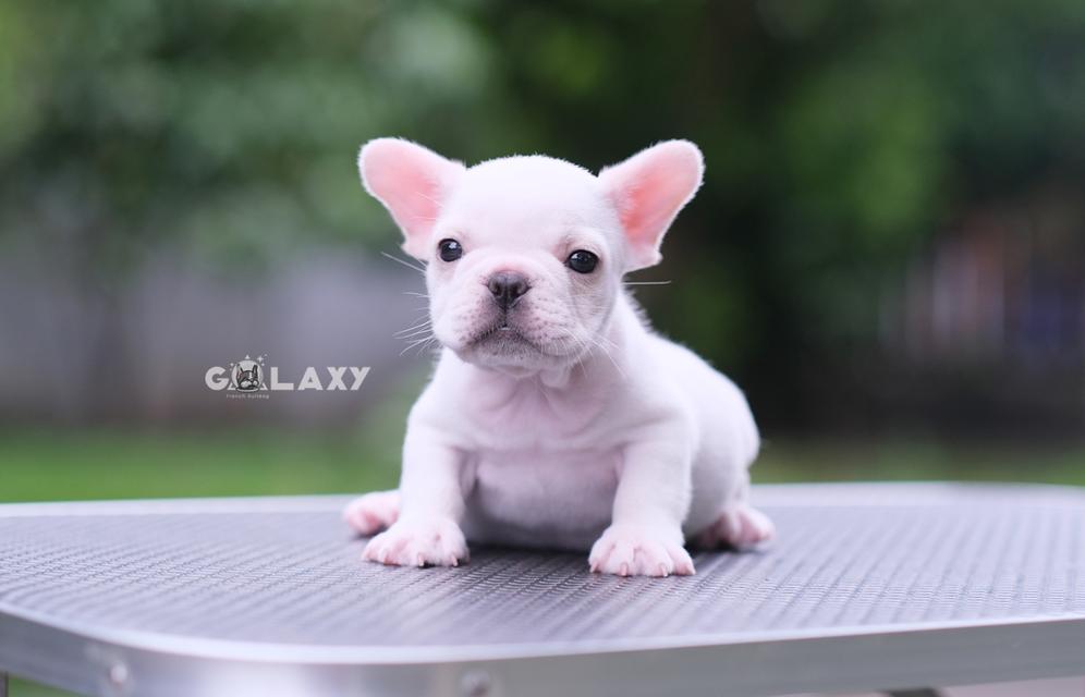French bulldog ลูกไทยแชมป์ ลักษณะดี ตรงมาตราฐานสายพันธุ์