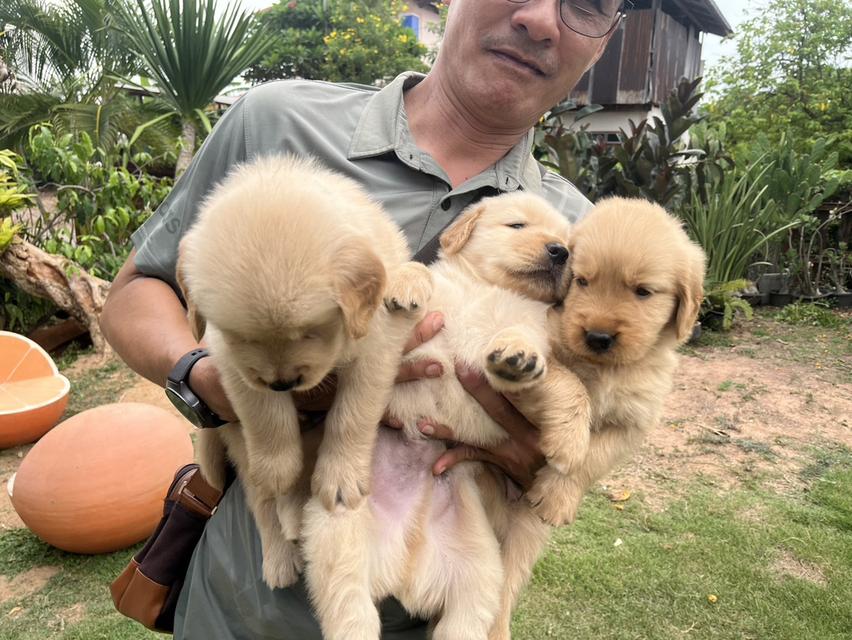 ลูกสุนัขพันธุ์​โกลเด้น รูปที่ 2