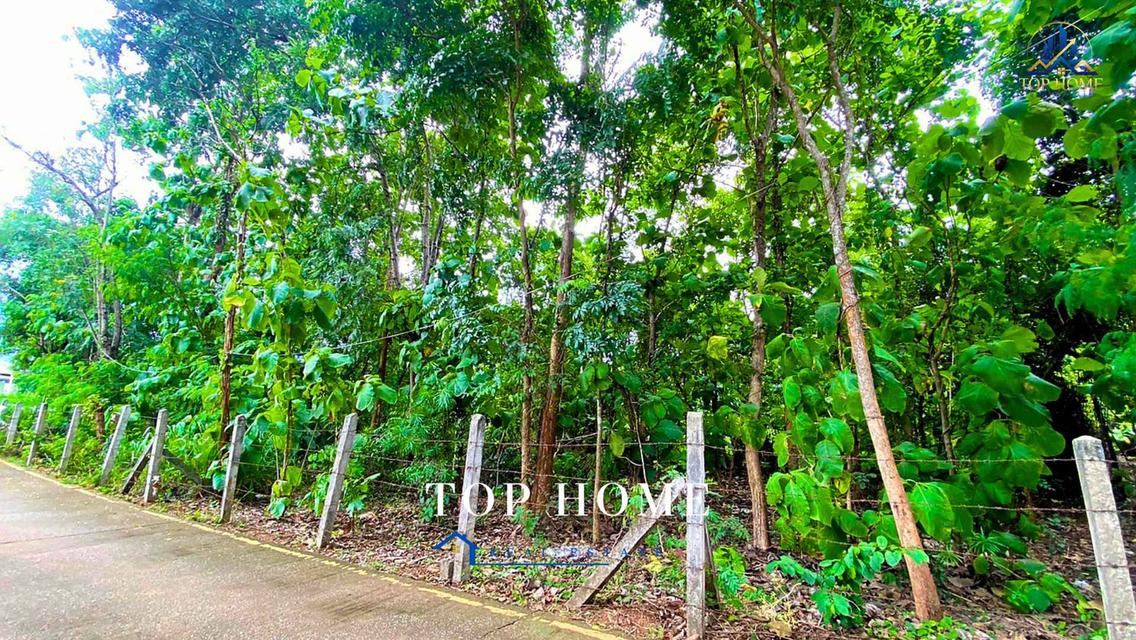 🔥 ขายด่วน! ที่ดินเปล่าแปลงใหญ่ บ้านห้วยหล่อ ตำบลชมพู อำเภอเมือง จังหวัดลำปาง 3