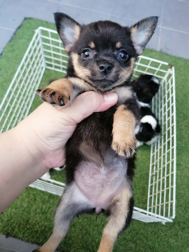 ชิวาว่าแท้ขนสั้น เพศเมีย พร้อมย้าย