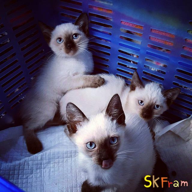 (เปิดจองลูก) ฟาร์มแมวมงคลไทยโบราณสายพันธุ์ไทยแท้ วิเชียรมาศ Siamese Cat (จดทะเบียนพาณิชย์ ) 4