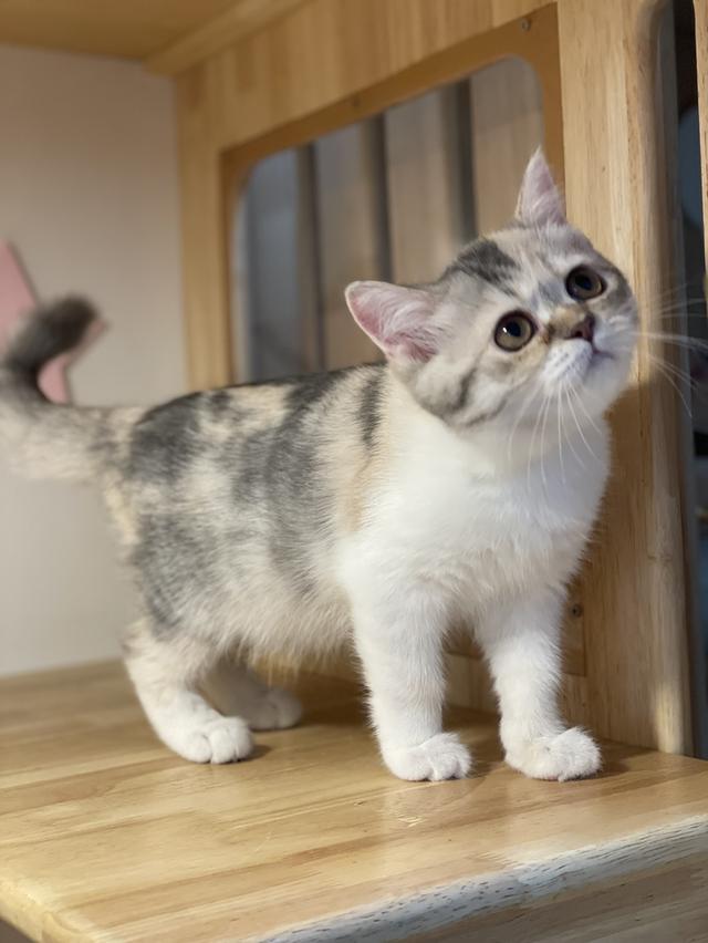 แมวมันช์กิ้นขายาว เพศหญิง รูปที่ 5