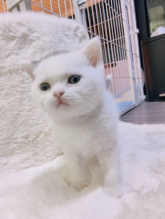 🐻 [เปิดจอง/หาบ้าน] British Shorthair คุณภาพสายเลือดดี หน้าหมี โครงสร้างตัน 🐻 รูปที่ 5