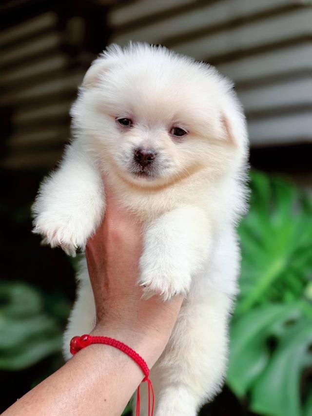 ปอมผสมชิวาวา เพศผู้ 9