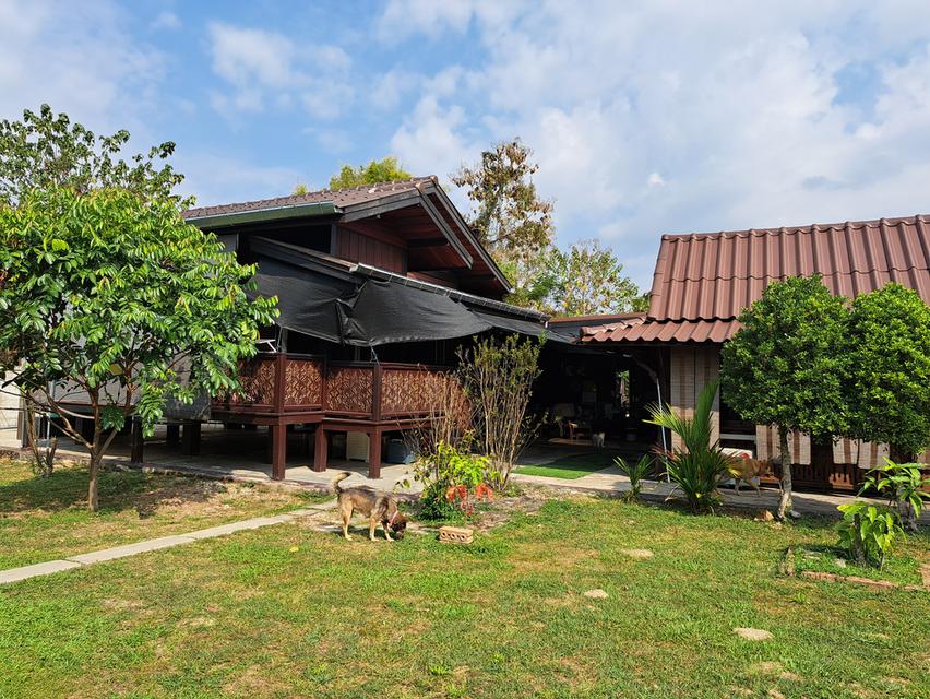 ขายบ้านสวนบนเนื้อที่1ไร่1งาน39ตรว. 9