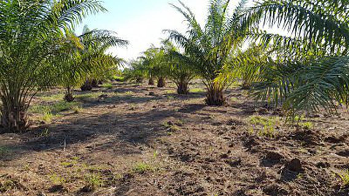 Palm plantation for sale 31 rai of land. 3