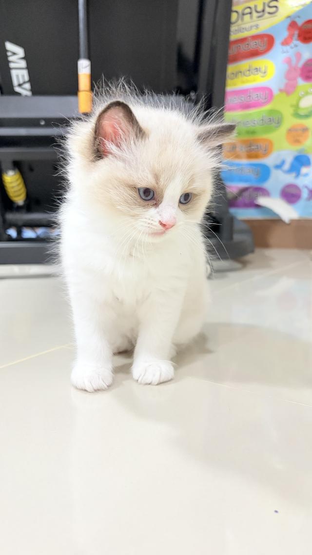 น้องแมวสายพันธุ์ Ragdoll เพศผู้ น้องรักขี้อ้อน เป็นมิตรกับทุกคน