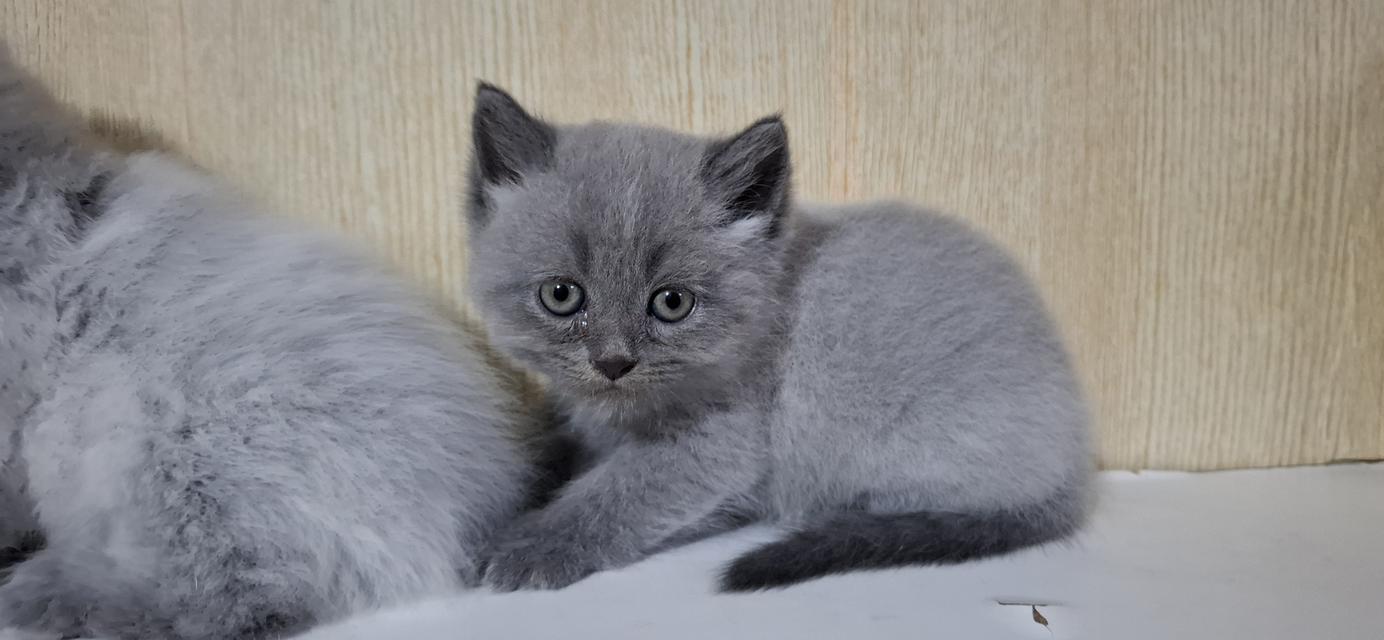ลูกแมวบริติช British Shorthair , British Longhair 10