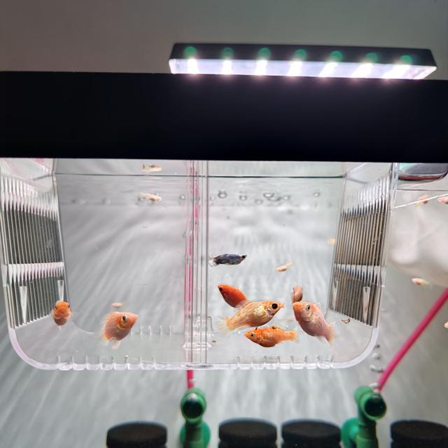 ลูกปลาบอลลูนส้มแพลตตินั่ม รูปที่ 7