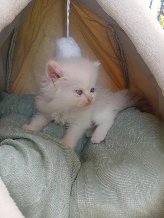 สก็อตติชเพศเมีย น่ารัก รูปที่ 5