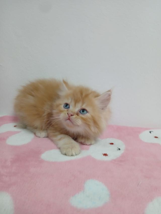 น้องเปอร์เซีย สีส้ม ครีม เสือ รูปที่ 4