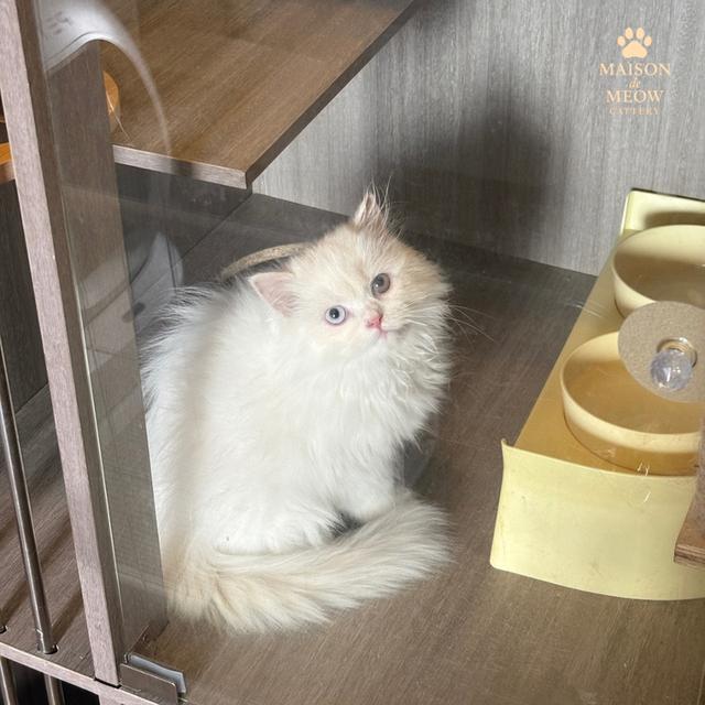 ❌🏠ได้บ้านแล้ว เปอร์เซียแท้ ตาสองสี ดช👦🏻 6