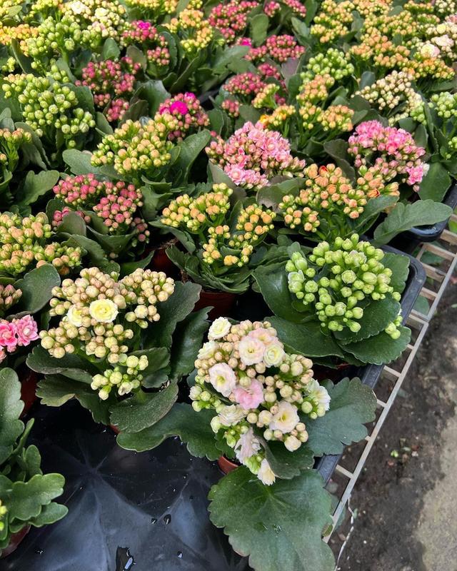 กุหลาบหินดอกซ้อน Kalanchoe blossfeldiana Poelln 1