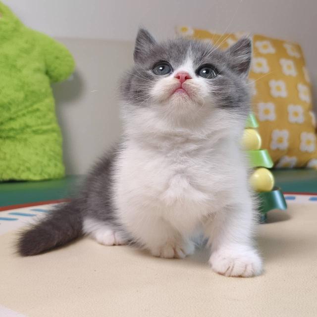 แมวมันช์กิ้น Munchkin short leg Oscat cattery chiangmai รูปย่อยที่ 2