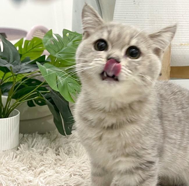 British Shorthair ใบเพ็ด WCF 4