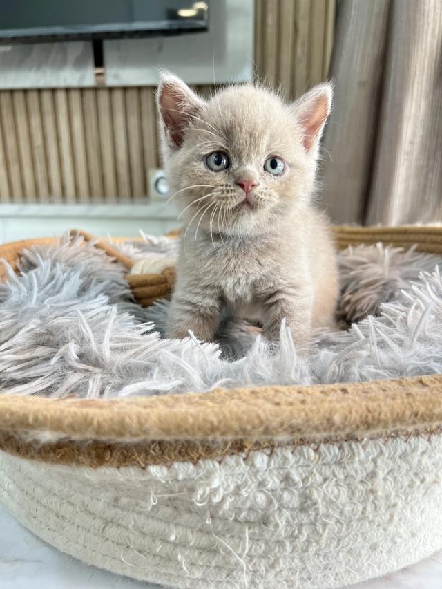 ลูกแมว บริติช ช็อตแฮร์ ใบเพ็ดนอกWCF(British Shorthair)