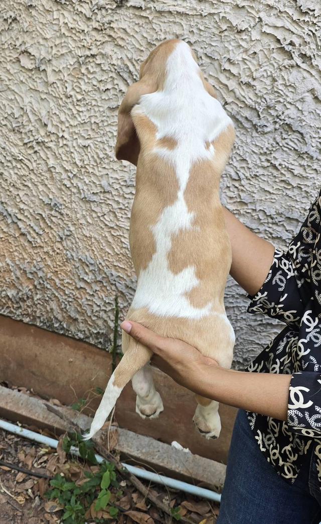 บาสเซ็ตฮาว์ดใบเพ็ดสมาคมพัฒนาพันธุ์สุนัข รูปที่ 15