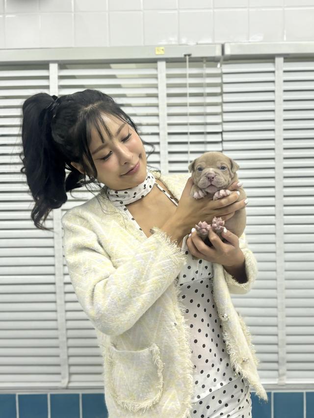 American bully exotic