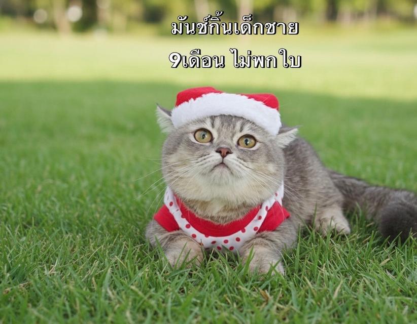 แมวมันช์กิ้น รวมเด้กมันช์กิ้นขาสั้น ชาย หญิง 5