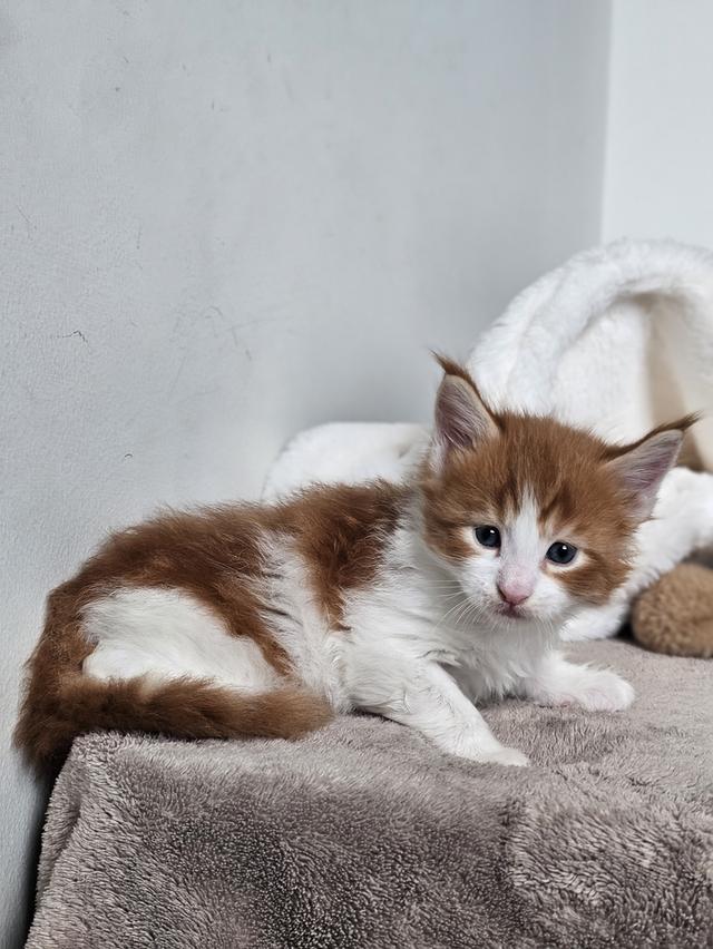 ลูกแมวเมนคูนแท้ เพศผู้ 5