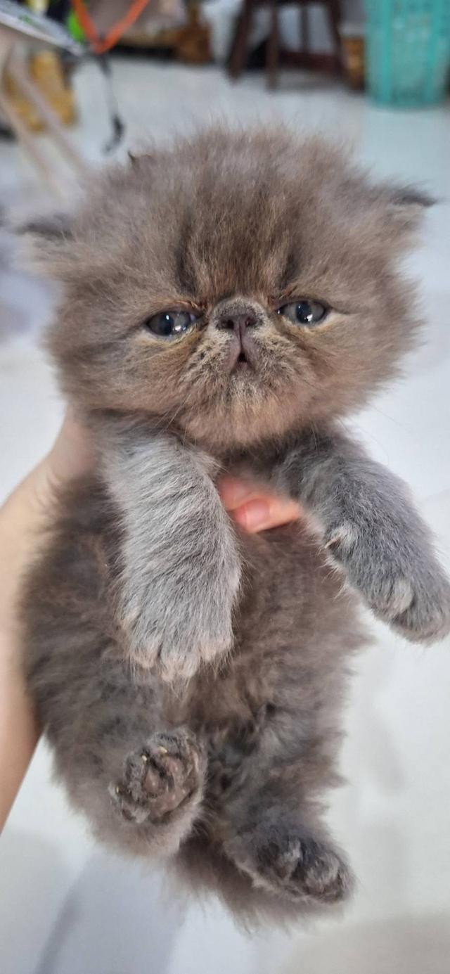 ลูกแมวแอคโซติก