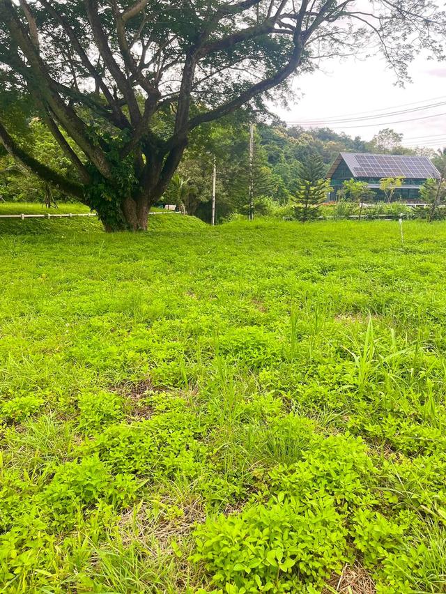 📣🏡 ที่ดินวิวดอย #บ้านปง อ.หางดง เชียงใหม่ 18