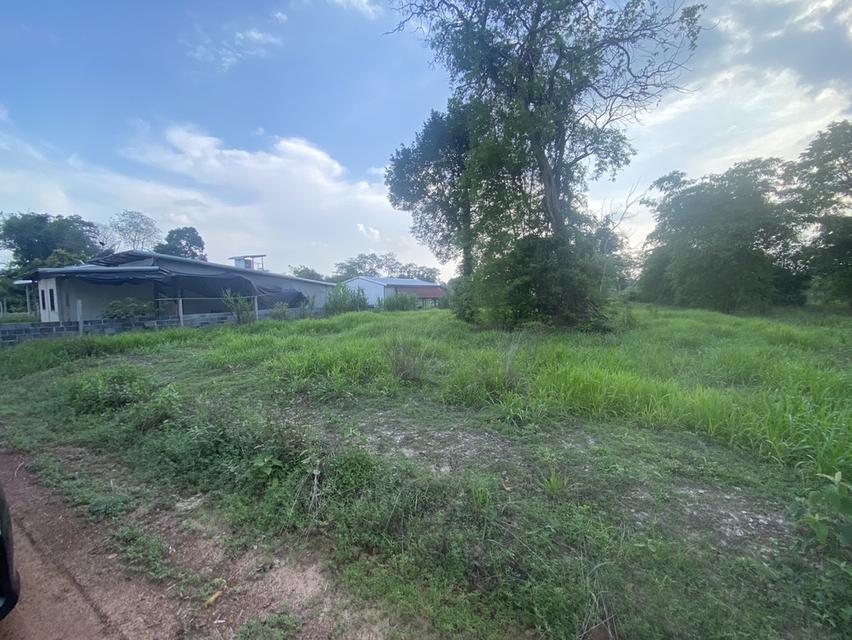 ขายที่ดินบ้านกระโสบ 7ไร่1งาน15 ตรว 12