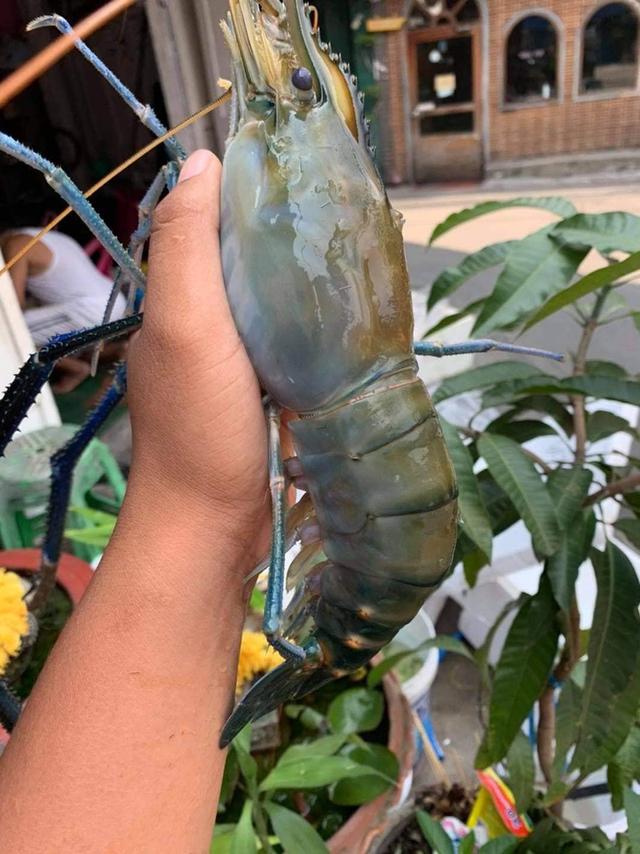 กุ้งแม่น้ำ Size จัมโบ้ 1