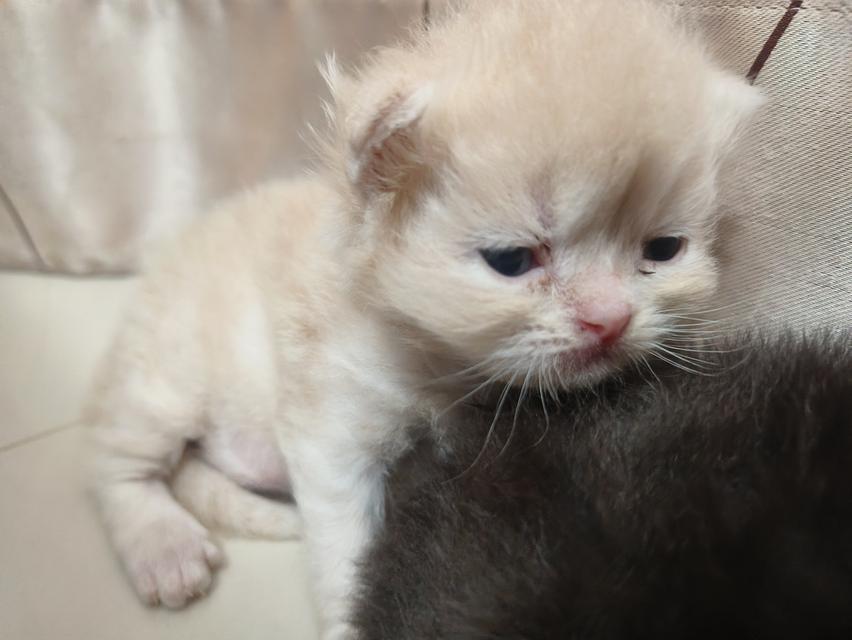 แมวเปอร์เซีย 2