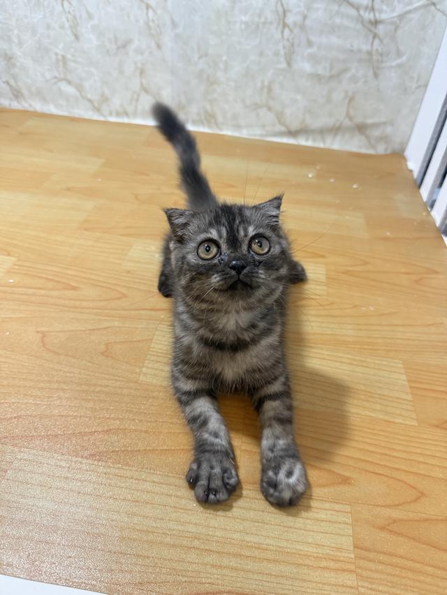 สก๊อตติชแท้