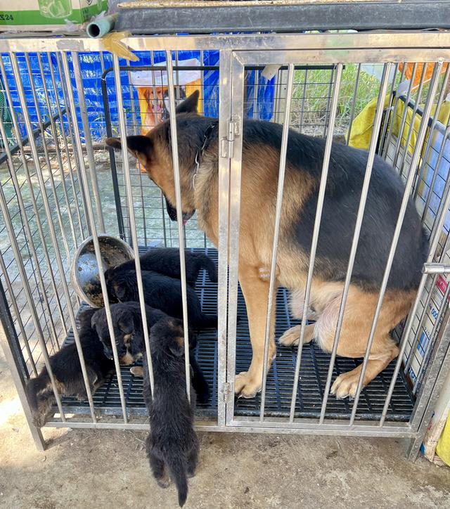 ลูกสุนัขอาเซเซี่ยนเพศเมีย 7