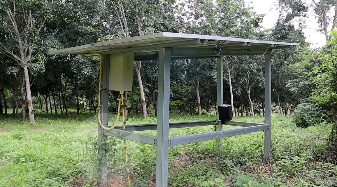 ขายที่ดิน (โฉนด) บ้านพร้อมสวนยาง-จังหวัดน่าน 25 ไร่ 4