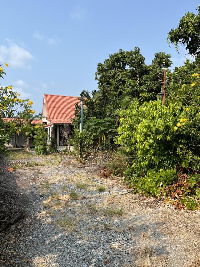 บ้านริมน้ำ 243 ตรว. บางบ่อ ขายถูก 6