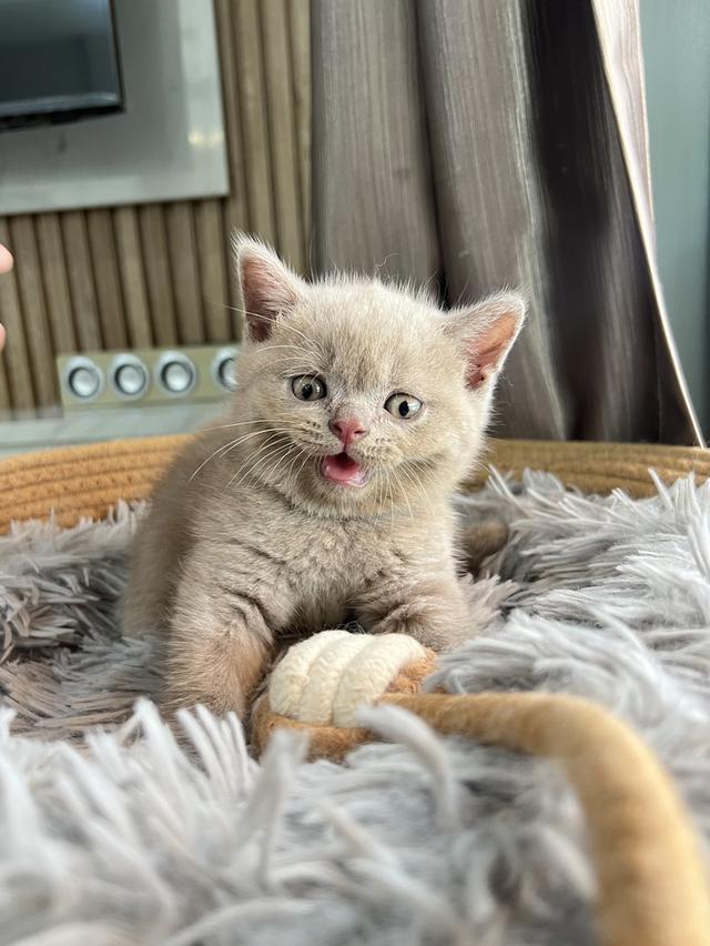 ลูกแมว บริติช ช็อตแฮร์ ใบเพ็ดนอกWCF(British Shorthair) 9