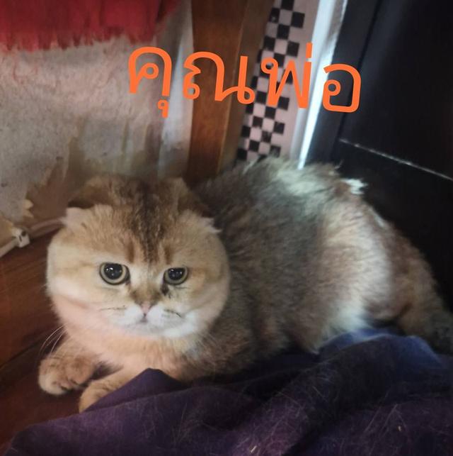 สก๊อตทิช โฟลด์ (Scottish fold) 7
