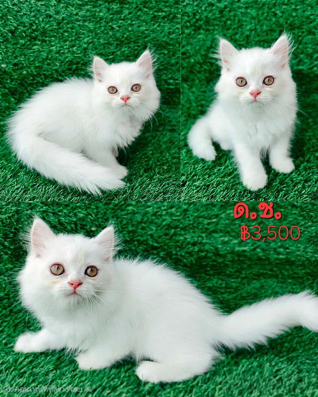 น้องแมว สก็อตติสโฟด์