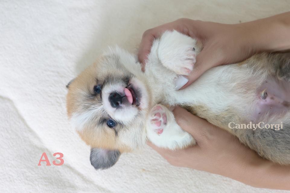 คอร์กี้ (Welsh Corgi) 9