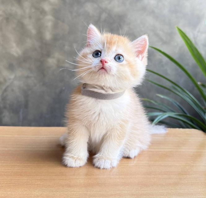 Scottish fold (ผู้ชาย) 5